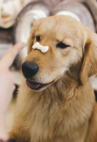dog balancing bone on his nose
